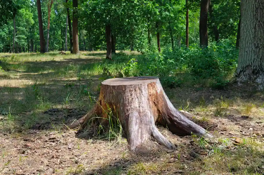 How To Choose The Right Tree Stump Removal Service Farmington, NM
