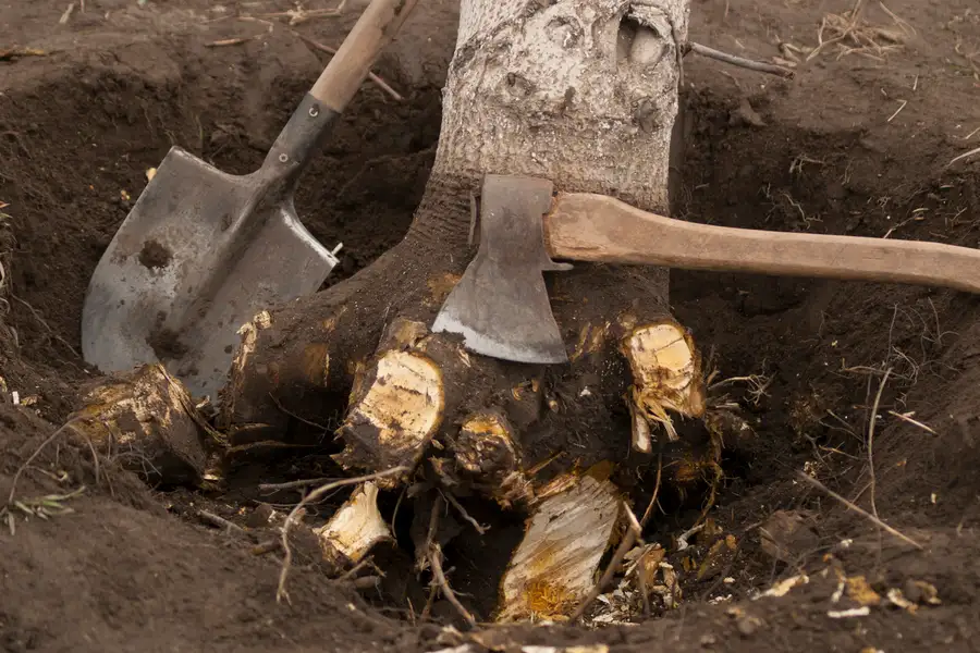 How To Choose The Right Tree Stump Removal Service in Farmington, NM