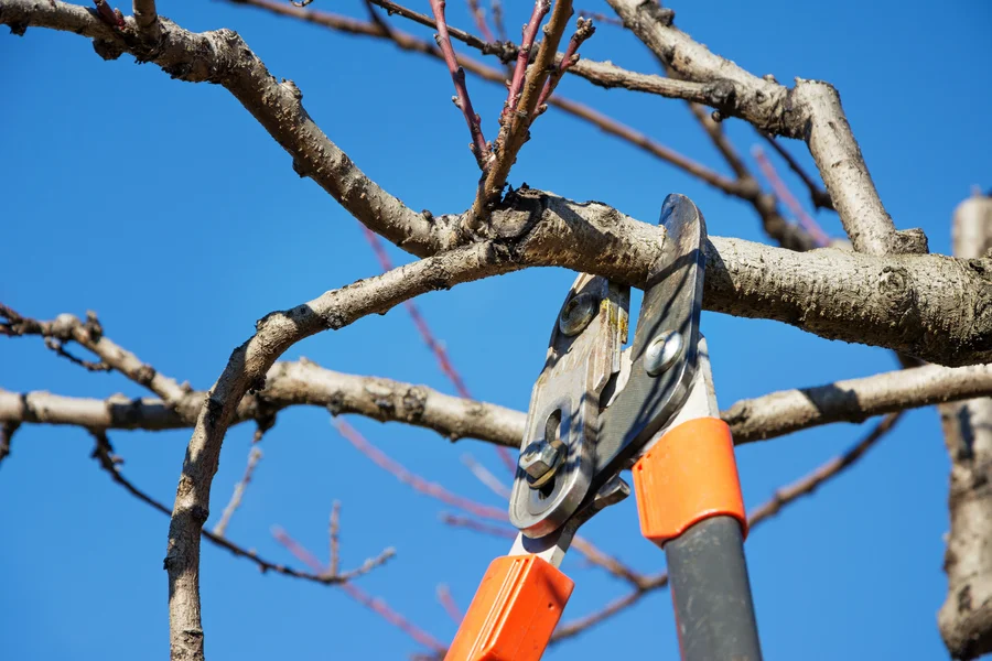 How Tree Pruning Service Can Shape And Maintain Tree Structure Farmington, NM