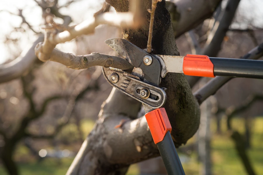 How Tree Pruning Service Can Shape And Maintain Tree Structure in Farmington, NM