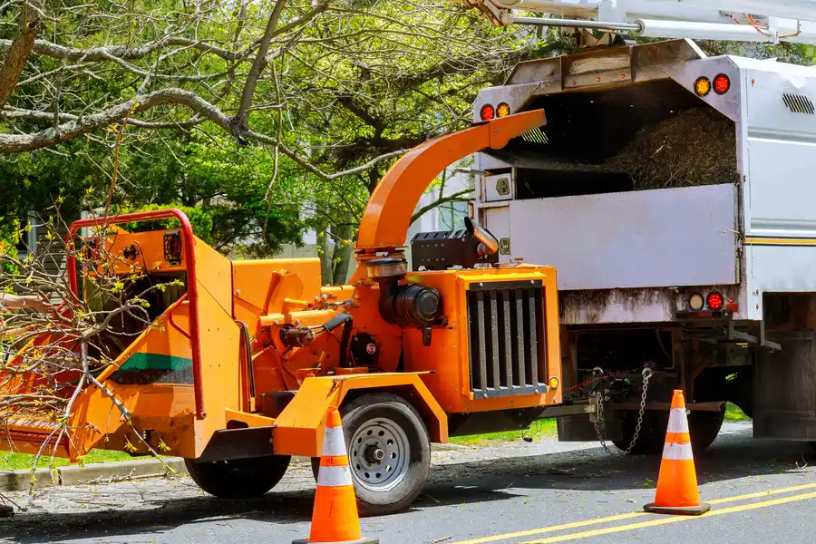 How Tree Removal Improves Safety Farmington, NM