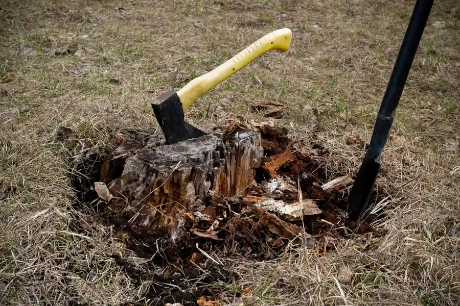 The Environmental Impact Of Tree Stump Removal Methods Farmington, NM