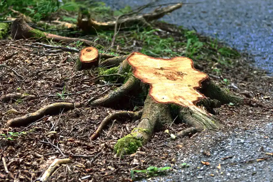 The Environmental Impact Of Tree Stump Removal Methods in Farmington, NM