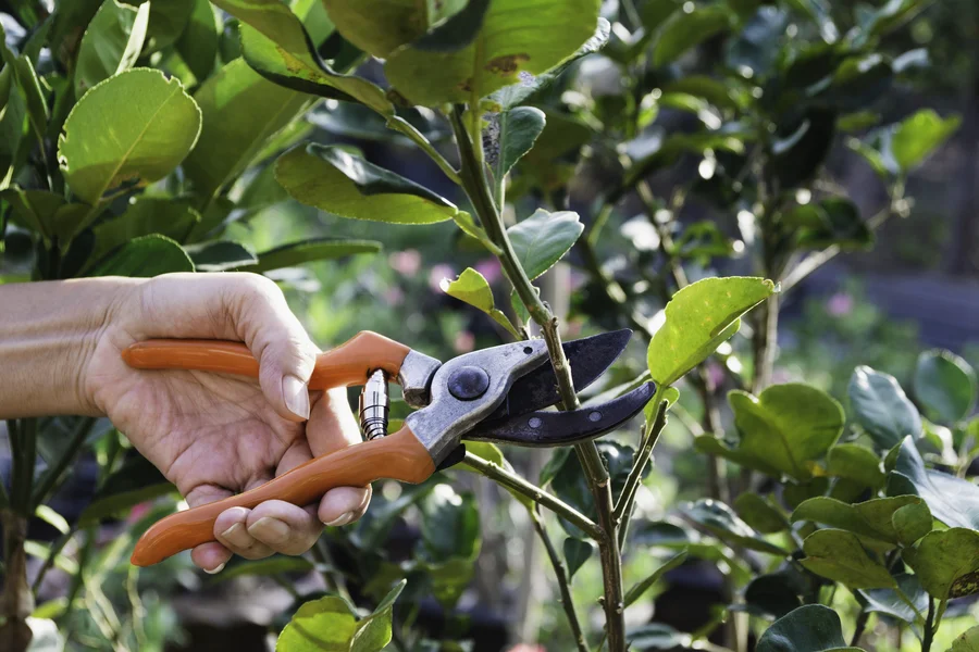 Tree Pruning Service Techniques For Stronger And Healthier Trees Farmington, NM