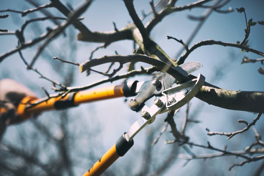 Tree Pruning Service Techniques For Stronger And Healthier Trees in Farmington, NM