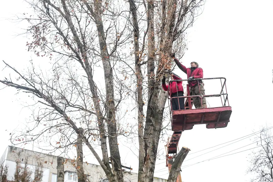 Tree Trimming To Control Overgrowth in Farmington, NM