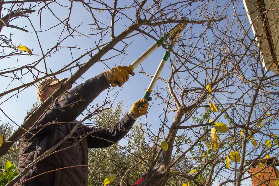 Trimming Trees Without Harming Them Farmington, NM