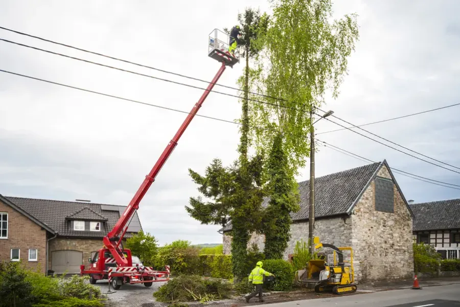 Trimming Trees Without Harming Them in Farmington, NM